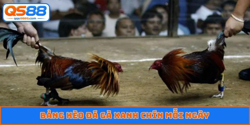 Bảng kèo đá gà xanh chín mỗi ngày